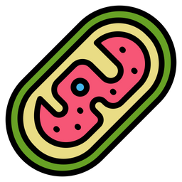 Mitochondria  Icon