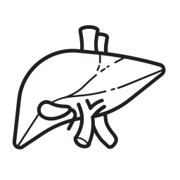 Liver  Icon