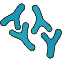 Bifidobacterium  Icon