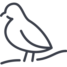 Bird  Icon