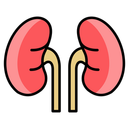 Kidneys  Icon