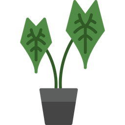 Alocasia  Icon