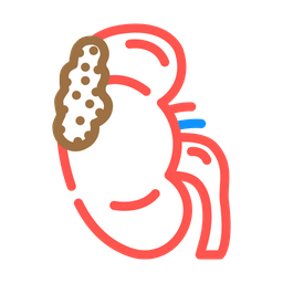 Kidney  Icon