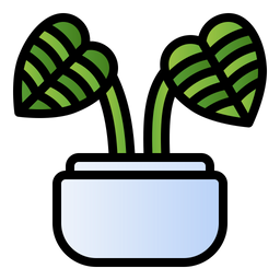 Chinese evergreen  Icon