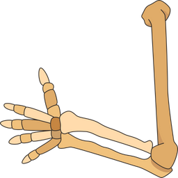 Arm  Icon