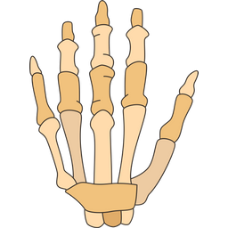 Hand  Icon