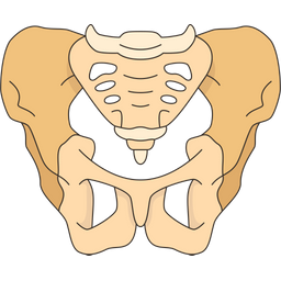 Pélvis  Ícone
