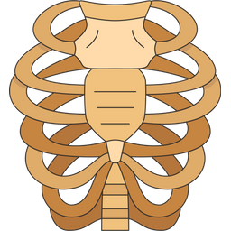 Caixa torácica  Ícone