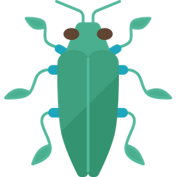 Beetle  Icon