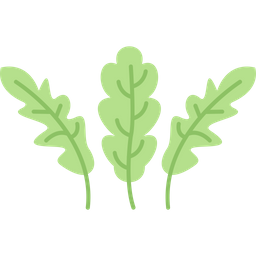 Arugula  Icon