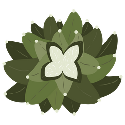 Ariocarpus  Icon