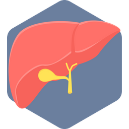 Liver  Icon