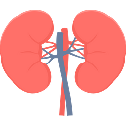 Kidneys  Icon