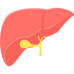 Liver  Icon