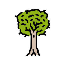 Kauri  Icon