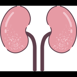 Kidneys  Icon