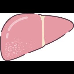 Liver  Icon