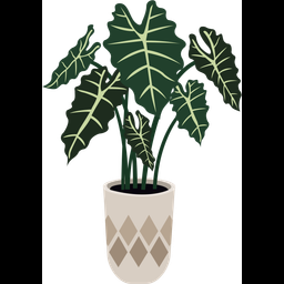 Alocasia polly  Ícone