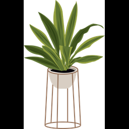 Dracaena fragrans  Icon