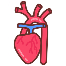 Brachiocephalic artery  Icon