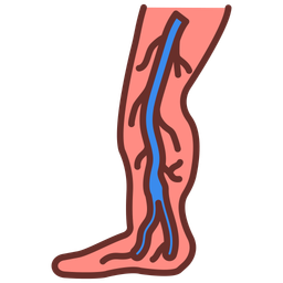 Anterior tibial vein  Icon