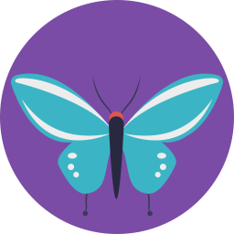 Butterfly  Icon