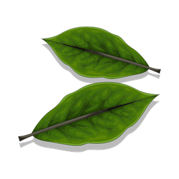 Leaf  Icon