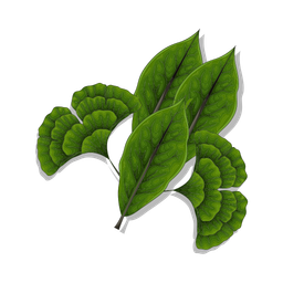 Leaf  Icon