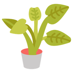 Alocasia portadora  Icon