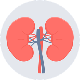 Kidneys  Icon