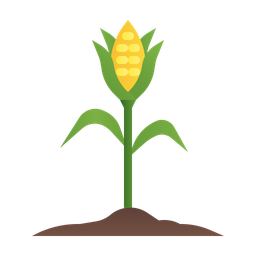 Corn  Icon