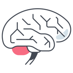 Cérebro humano  Ícone