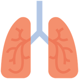 Anatomy  Icon