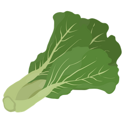 Collard Green Lettuce Icon