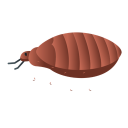 Bedbug  Icon