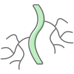 Blood-vessels  Icon